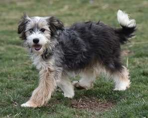 Bearded Collie Dogs for adoption in Mechanicsburg, PA, USA