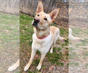 Medium Photo #3 German Shepherd Dog-Unknown Mix Puppy For Sale in Clarkston, MI, USA