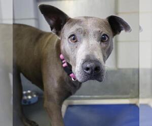 American Staffordshire Terrier-Unknown Mix Dogs for adoption in San Antonio, TX, USA