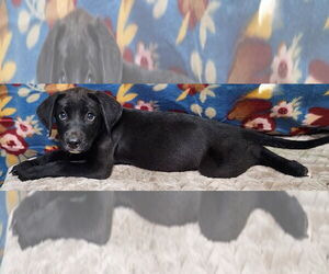 Labrador Retriever-Unknown Mix Dogs for adoption in Wetumpka, AL, USA