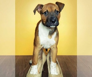 Boxer-Unknown Mix Dogs for adoption in Dumont, NJ, USA