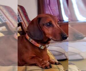 Dachshund Dogs for adoption in Candler, NC, USA