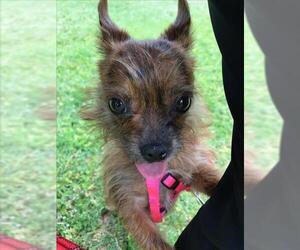 Mutt Dogs for adoption in Fremont, CA, USA