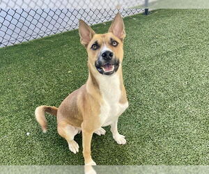 German Shepherd Dog-Unknown Mix Dogs for adoption in Tavares, FL, USA
