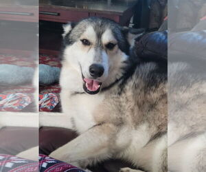 Siberian Husky Dogs for adoption in Woodland, CA, USA