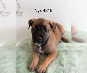 Mutt Dogs for adoption in Studio City, CA, USA