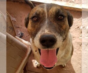 Mutt Dogs for adoption in Los Lunas, NM, USA