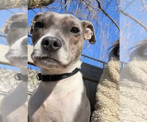 Mutt Dogs for adoption in Elmsford, NY, USA