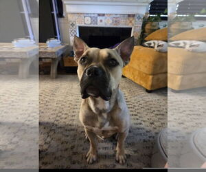 Staffordshire Bull Terrier Dogs for adoption in Denton, TX, USA