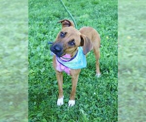 Plott Hound-Unknown Mix Dogs for adoption in Murfreesboro, TN, USA