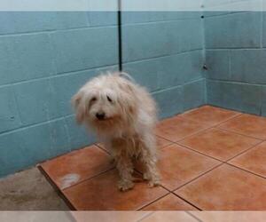 Maltese-Unknown Mix Dogs for adoption in Downey, CA, USA