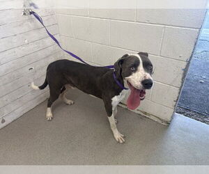 American Pit Bull Terrier Dogs for adoption in San Bernardino, CA, USA