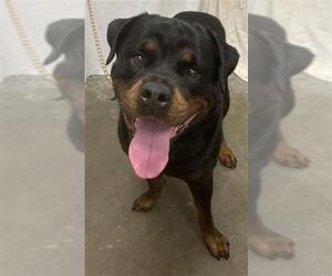 Rottweiler Dogs for adoption in Rosenberg, TX, USA