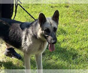 German Shepherd Dog Dogs for adoption in Montgomery, AL, USA
