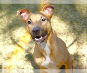 American Staffordshire Terrier-Unknown Mix Dogs for adoption in Tallahassee, FL, USA