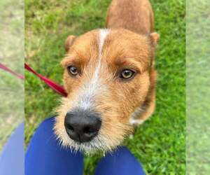 Mutt Dogs for adoption in Candler, NC, USA