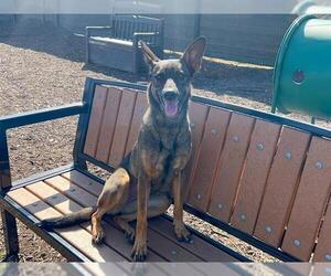 Mutt Dogs for adoption in Orange, CA, USA