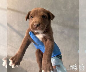 Labrador Retriever-Unknown Mix Dogs for adoption in Washington, DC, USA