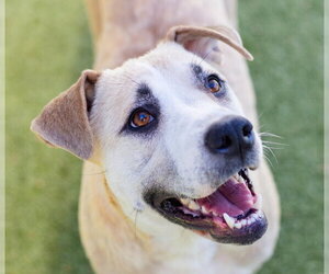 Labrador Retriever-Unknown Mix Dogs for adoption in Canton, CT, USA