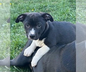 Boston Terrier-Staffordshire Bull Terrier Mix Dogs for adoption in Mechanicsburg, PA, USA