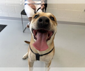 American Pit Bull Terrier-Labrador Retriever Mix Dogs for adoption in Ocala, FL, USA