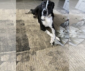 Lab-Pointer Dogs for adoption in Rosenberg, TX, USA