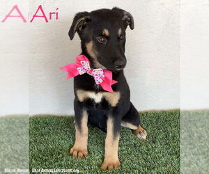 Rottweiler-Siberian Husky Mix Dogs for adoption in San Diego, CA, USA