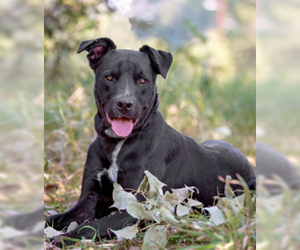 Bull Terrier-Labrador Retriever Mix Dogs for adoption in Broomfield, CO, USA