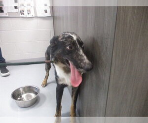 Australian Shepherd-German Shepherd Dog Mix Dogs for adoption in Ocala, FL, USA