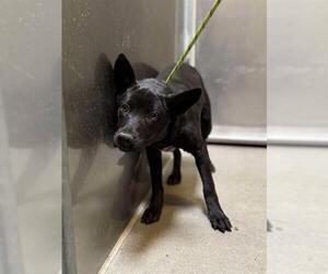 American Pit Bull Terrier-German Shepherd Dog Mix Dogs for adoption in Modesto, CA, USA