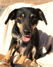 Meagle Dogs for adoption in Morton Grove, IL, USA