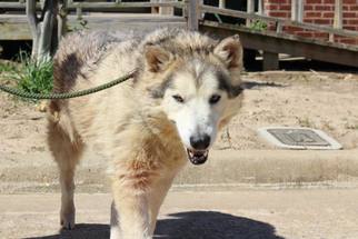 Alaskan Malamute Dogs for adoption in Longview, TX, USA
