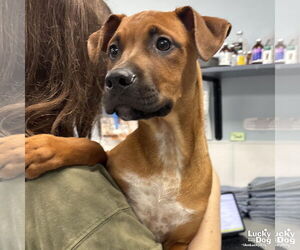 Mutt Dogs for adoption in Washington, DC, USA
