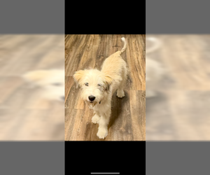 Mutt Dogs for adoption in Sterling, MA, USA