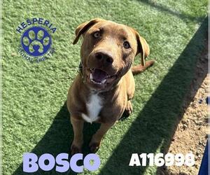 Bull Terrier-Staffordshire Bull Terrier Mix Dogs for adoption in HESPERIA, CA, USA