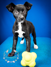 Sheprador Dogs for adoption in Tupelo, MS, USA