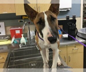 Bull Terrier Dogs for adoption in Riverside, CA, USA