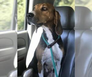 Treeing Walker Coonhound Dogs for adoption in Boston, MA, USA