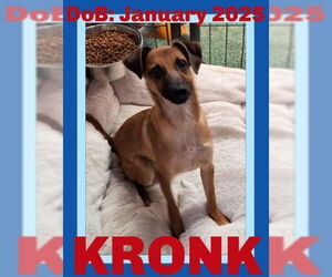 Chihuahua-Unknown Mix Dogs for adoption in Sebec, ME, USA
