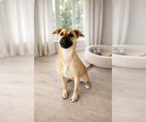 Black Mouth Cur-Unknown Mix Dogs for adoption in Pryor, OK, USA