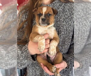 Mutt Dogs for adoption in Garden City, NY, USA