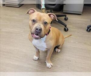 American Pit Bull Terrier Dogs for adoption in Martinez, CA, USA