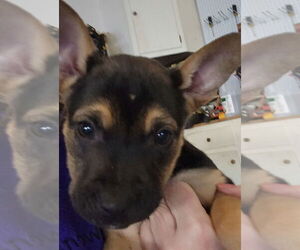 Mutt Dogs for adoption in Candler, NC, USA