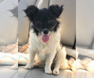 Papillon Dogs for adoption in McKinney, TX, USA
