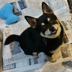 Pom-Shi Dogs for adoption in Mukwonago, WI, USA