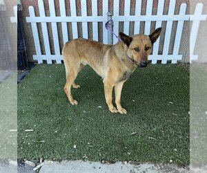 Small German Shepherd Dog