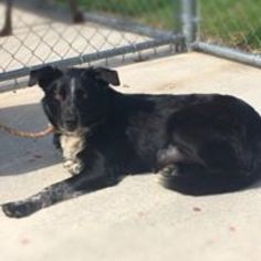 Border-Aussie Dogs for adoption in Lewisburg, WV, USA