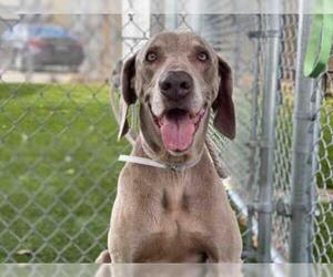 Weimaraner Dogs for adoption in Downey, CA, USA