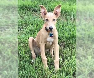 Greyhound Dogs for adoption in Minneapolis, MN, USA