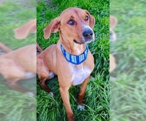 Redbone Coonhound Dogs for adoption in Arlington, TX, USA